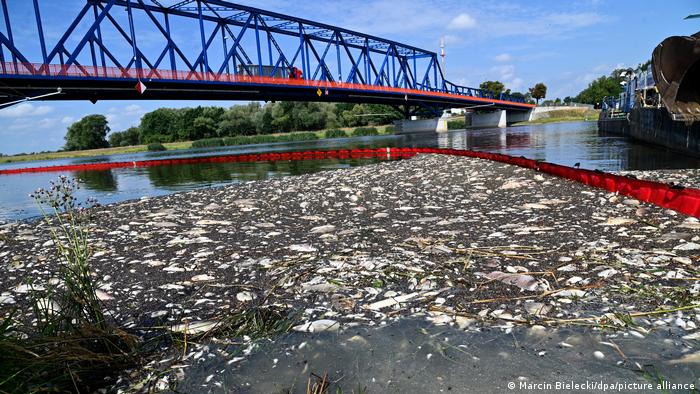 Con ayuda de barreras de plástico, se juntan los peces muertos del río Oder antes de desecharlos.