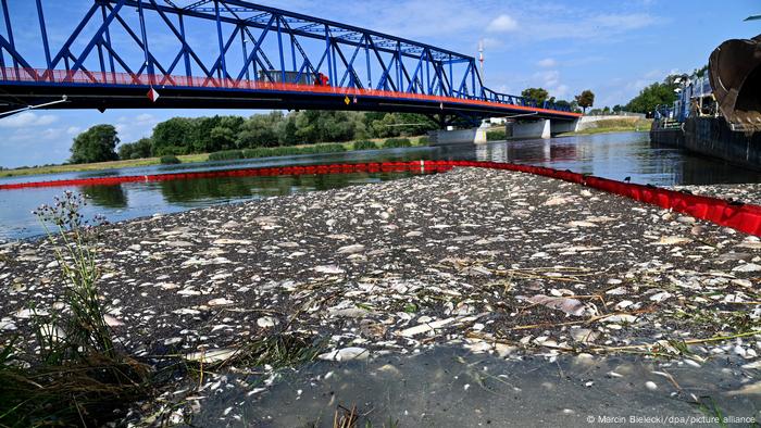 dead fish lying on the surface of a river