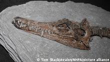 Plesiosaur, Edgarosaurus muddi, fossil in rock