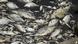 Dead fish float on the surface of the Oder river, as water contamination is believed to be the cause of a mass fish die-off Dead fish float on the surface of the Oder river, as water contamination is believed to be the cause of a mass fish die-off