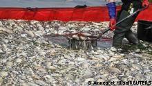Fischsterben: Polens Regierung spricht von Fake News aus Deutschland