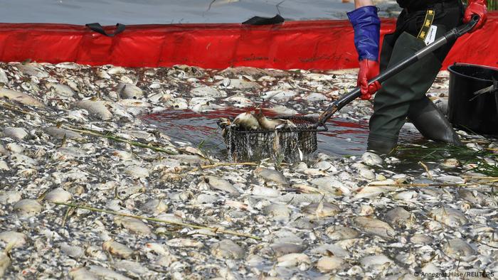 Del lado polaco, voluntarios sacan los peces con redes.