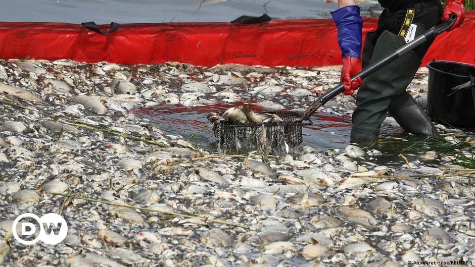 Fischsterben: Polens Regierung spricht von "Fake News" aus Deutschland