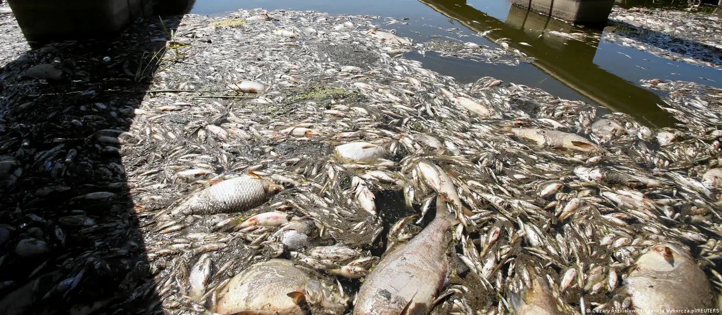 VIDEO: 10K Fish Dead on Severn River Due to Isaias