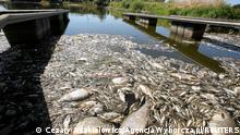 Dead fish float on the surface of the Oder river, as water has been contaminated and is causing the mass extinction of fish in the river, in Kostrzyn upon Oder, Poland, August, 11, 2022. Cezary Aszkielowicz/Agencja Wyborcza.pl via REUTERS ATTENTION EDITORS - THIS IMAGE WAS PROVIDED BY A THIRD PARTY. POLAND OUT. NO COMMERCIAL OR EDITORIAL SALES IN POLAND. REFILE - CORRECTING CITY