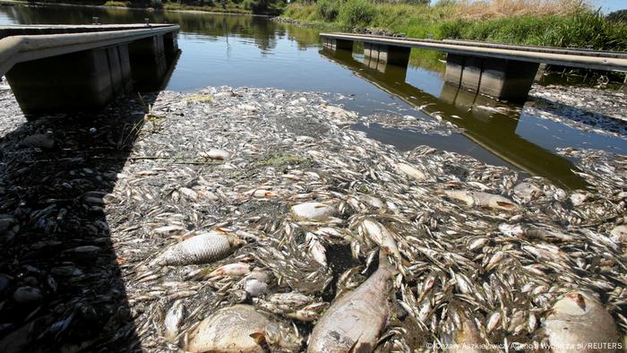 BG Deutschland/Polen Fischsterben in der Oder