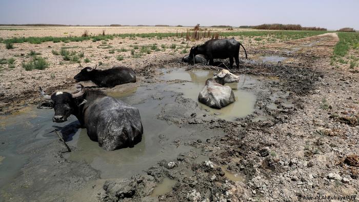 Bivoli de apă sălbatici într-un ținut mlăștinos din Irak
