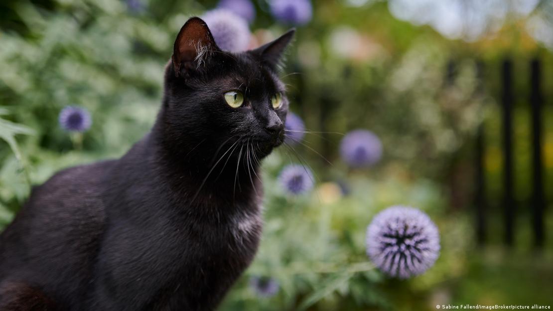 Avusturya'daki bu kara kedi, mor deve dikeni çiçekleri arasında keskin bakışlarıyla ortalığı süzüyor Avusturya'daki bu kara kedi, mor deve dikeni çiçekleri arasında keskin bakışlarıyla ortalığı süzüyor