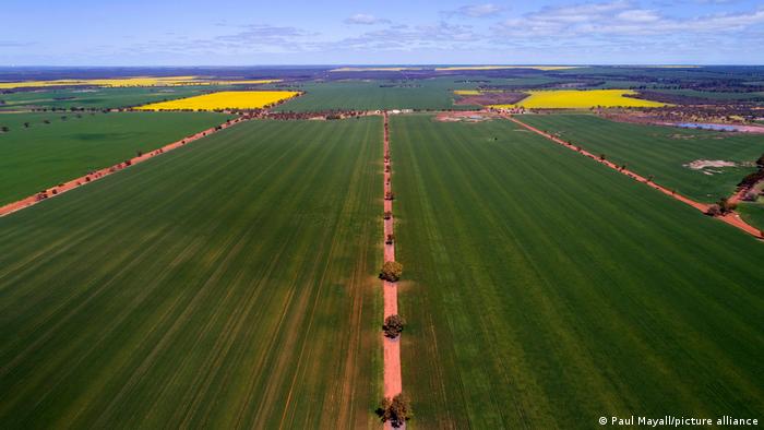 Australia dependería principalmente del trigo (foto) para alimentarse. Y el trigo crecería relativamente bien en el clima más frío inducido por el hollín atmosférico. 