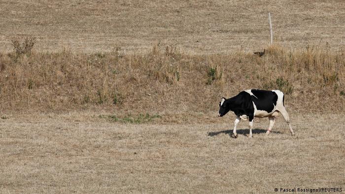 A black and white cow walking in a dry field in France