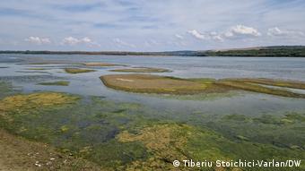 Αμμονησίδες στη Ρουμανία