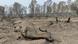 A dead carcass after wildfires in the El-Kala national park, in the region of El Tarf, near the northern Algerian-Tunisian border A dead carcass after wildfires in the El-Kala national park, in the region of El Tarf, near the northern Algerian-Tunisian border