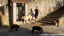 कहां से आए जंगली सूअर
स्पेन के शहरों में जब लोग घरों से निकलते हैं तो डर लगता है कि कोई जंगली सूअर हमला ना कर दे. अधिकारियों ने लोगों को चेतावनी दी है कि इन सूअरों से दूर रहें.