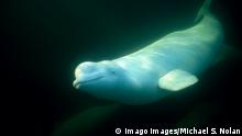 Summer refuge: Beluga whales bustle in the Hudson Bay