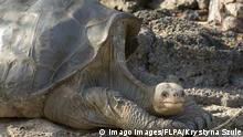 Pinta Giant Tortoise Lonesome George