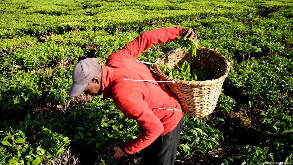 A man with a basket on his back bends over to pick tea