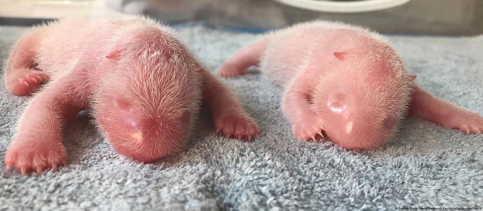 Twin giant panda cubs born at China research center – DW – 08/24/2022