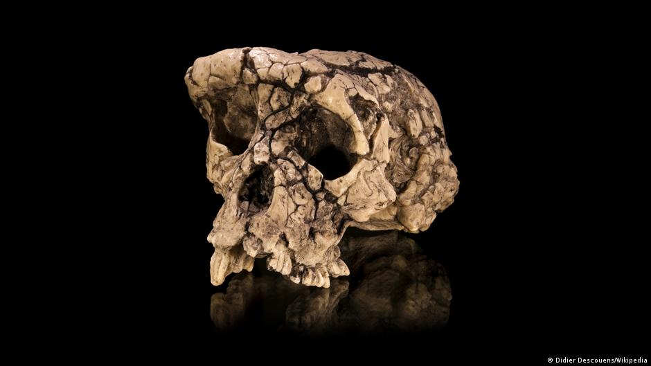 Fósil de homínido reescribe el origen del bipedismo humano