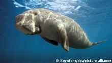 Nov 07, 2007 - Thornbury, Victoria, Australia - PICTURED: Dugong (Dugong dugong). +++(c) dpa - Report+++