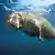 Unterwasserbild eines Dugongs