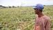 A farmer looks at broken corn stalks in Philippines Isabela province following tropical storm Ma-on A farmer looks at broken corn stalks in Philippines Isabela province following tropical storm Ma-on