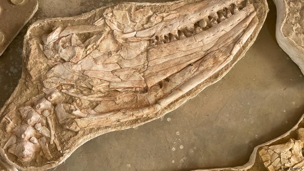 Hallan el fósil de una ″aterradora″ criatura marina que reinaba los océanos  hace 66 millones de años | Ciencia y Ecología | DW | 25.08.2022