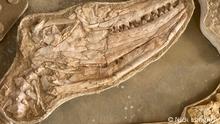 Hervorragend erhaltenes Schädelfossil eines Thalassotitan atrox, gefunden in Marokko. Credits: Nick Longrich