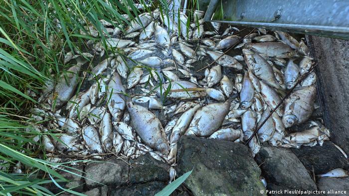 Νεκρά ψάρια / Ποταμός Όντερ