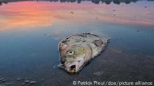 Ein toter Blei liegt am frühen Morgen im flachen Wasser vom deutsch-polnischen Grenzfluss Oder. Seit mehren Tagen beschäftigt das massive Fischsterben im Fluss Oder die Behörden und Anwohner des Flusses in Deutschland und Polen.