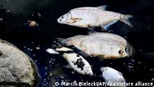 Giftalge ist für das Fischsterben verantwortlich