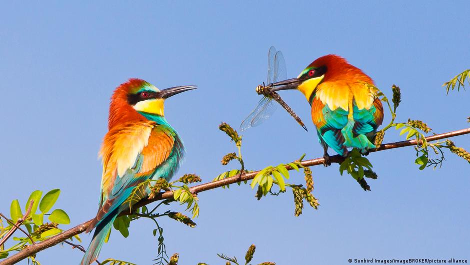 تغريد العصافير يخفف من القلق والأفكار السلبية! – DW – 2022/10/19