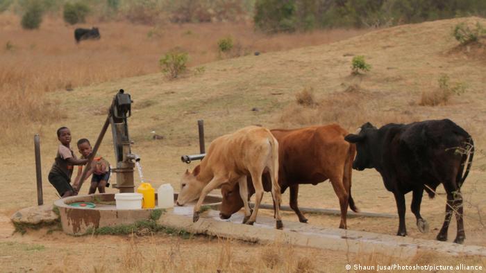 Simbabwe | Kühe Simbabwe | Kühe