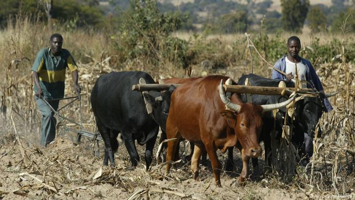 Farmers with their cows on the field