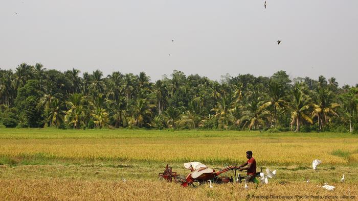 A man pushed a hand harvester along a field with palm trees in the background