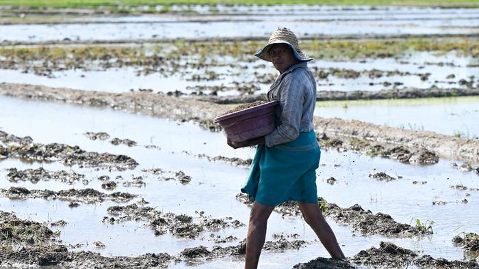 A person walks over a flooded rice paddy 경제 위기