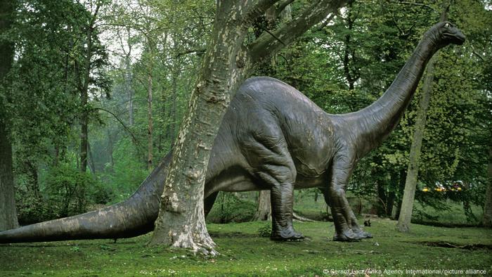 Hallan en Portugal restos fósiles del que podría ser el mayor dinosaurio jamás encontrado en Europa | Ciencia y Ecología | DW Hallan en Portugal restos fósiles del que podría ser el mayor dinosaurio jamás encontrado en Europa | Ciencia y Ecología | DW