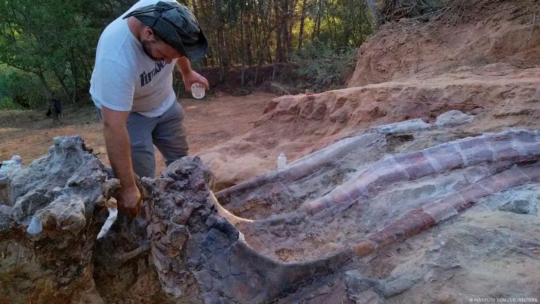 Portugal: Remains of large dinosaur skeleton unearthed – DW – 08/30/2022