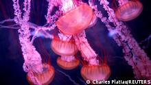 Scientists unlock secrets of 'immortal jellyfish'