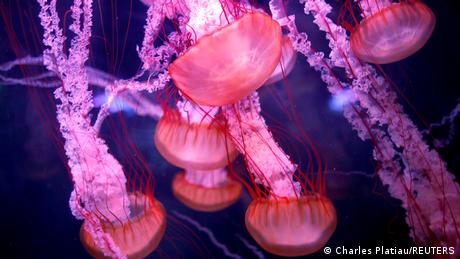 Pink jellyfish swimming in water