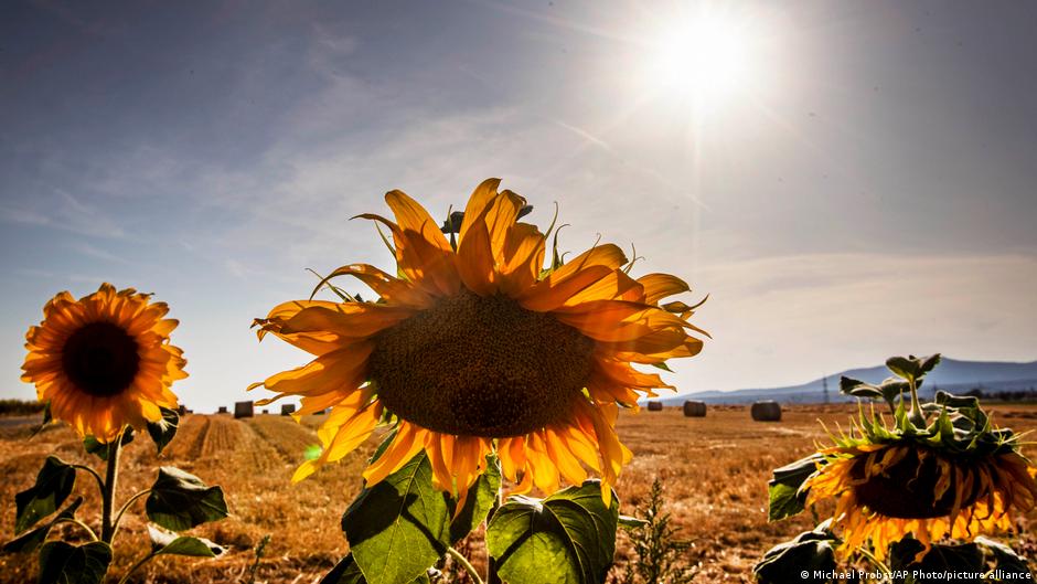 Germany has record year for summer sunshine | News | DW - Vimarsana News