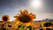 Sunflowers stand on a field near Frankfurt, Germany Sunflowers stand on a field near Frankfurt, Germany
