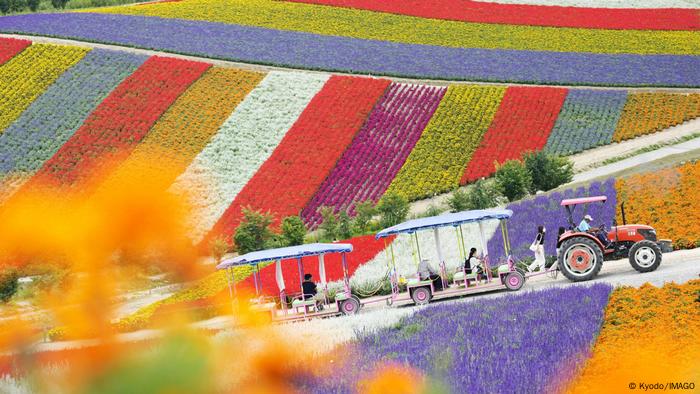 El Shikisai-no-oka, de 14 hectáreas de extension, es un admirable jardín en el centro de Hokkaidō. Los campos de este jardín de flores de Biei cambian de color entre los meses de mayo y octubre con la floración de distintas plantas, desde las amapolas hasta las lavandas y las caléndulas.