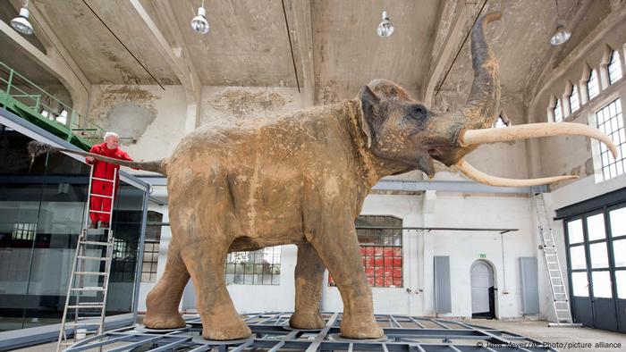 Descubren en Israel un colmillo de elefante de hace medio millón de años |  ACTUALIDAD | DW 