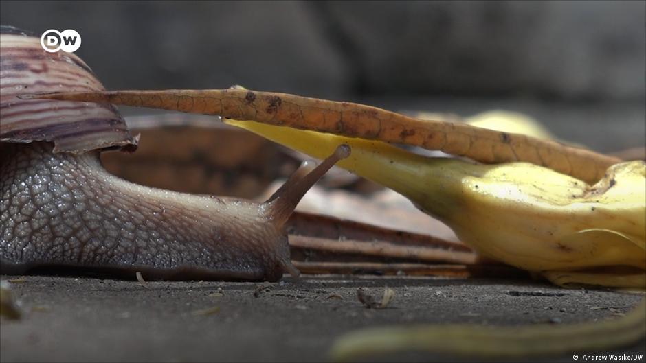 Snail farms booming in Kenya DW 09/04/2022