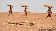 Kenia Dürre l Kadaver einer Kuh, im Hintergrund Turkana-Frauen mit Feuerholz 