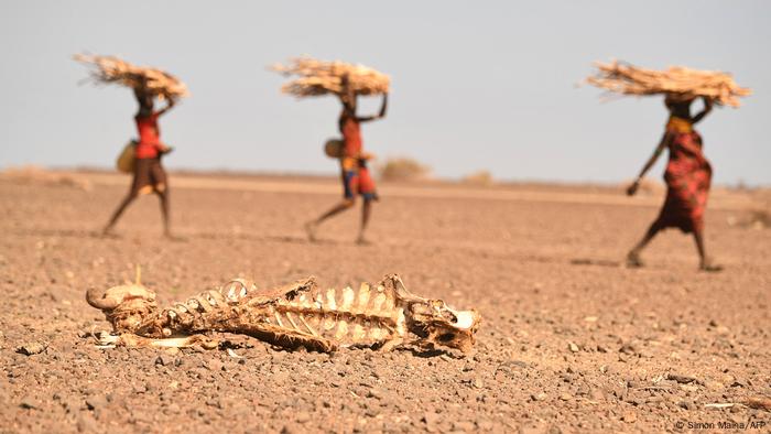 Un grupo de personas camina en Kenia frente al esqueleto de una vaca muerta de hambre.