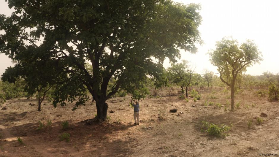 Pression djihadiste sur le bois et le carburant au Niger