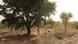 Image tiré du film DER WALDMACHER de Volker Schlöndorff En 1981, l'Australien Tony Rinaudo, jeune agronome, arrive au Niger pour lutter contre l'avancée croissante du désert et la misère de la population (2020-2021) Image tiré du film DER WALDMACHER de Volker Schlöndorff En 1981, l'Australien Tony Rinaudo, jeune agronome, arrive au Niger pour lutter contre l'avancée croissante du désert et la misère de la population (2020-2021)