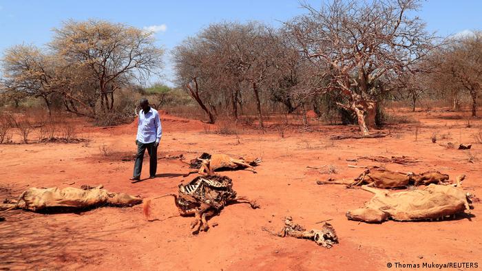 Kenia Dürre Ein Mann steht in einer trockenen Region an der Grenze zu Äthiopien, auf rotem Sand liegen tote Rinder 