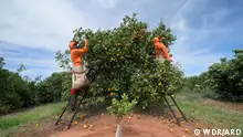  صناعة العصير في البرازيل - صفقات مربحة وظروف عمل صعبة